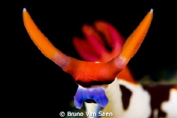 Close up of a nembrotha by Bruno Van Saen 